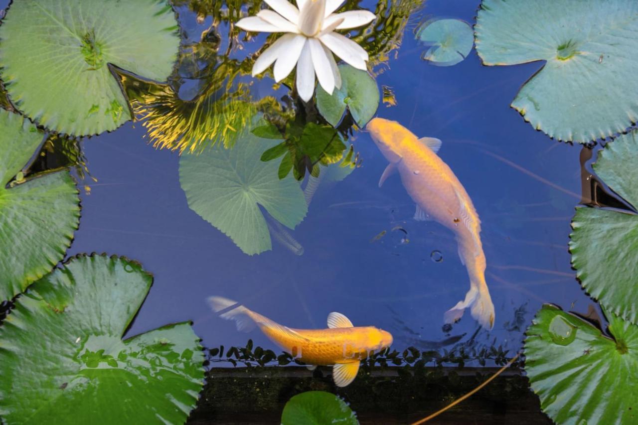 Villa Manuiti, Balinese Luxury Home - Private Swim Spa, Ocean View - Ofyr Bbq - Koi Pond 普纳奥亚 外观 照片